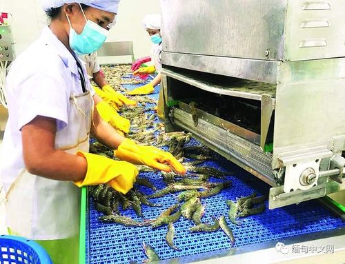 缅甸向中国和日本出口南美对虾,养殖户准备扩大生产规模